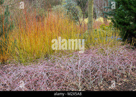 Cornus sericea 'Flaviramea', Golden-twig dogwood dans une bordure en hiver à RHS Wisley Gardens, Surrey, Angleterre Banque D'Images