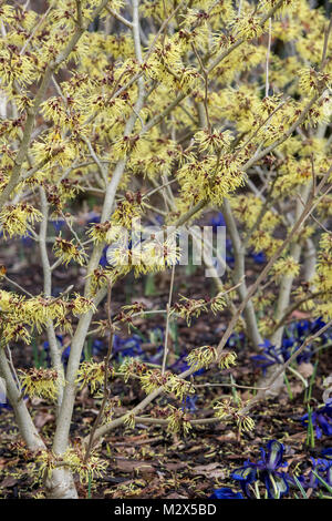 Hamamelis x intermedia 'Pallida'. L'hamamélis 'Pallida' la floraison en hiver. RHS Wisley Gardens, Surrey, UK Banque D'Images