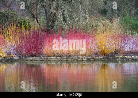 Cornus, colorés et Rubus Salix tiges de plantes se reflétant dans le lac au RHS Wisley Gardens, en Angleterre. Le cornouiller Saule,Framboise et tiges en hiver Banque D'Images