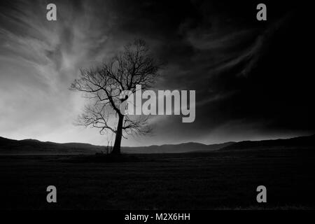 Résumé noir et blanc contraste élevé faible 'key' paysage d'horreur seul avec arbre fantasmagorique Banque D'Images