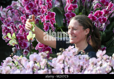 Olivia étudiant Steed-Mundin met la dernière touche à présent au Festival d'orchidées, une célébration de la Thaïlande animé de la vie végétale et de la culture, dans le Prince of Wales conservatory à Kew Gardens, à l'ouest de Londres. Banque D'Images