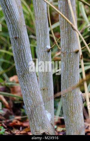 Rayé argent ornement de l'écorce du petit arbre à feuilles caduques, Acer tegmentosum 'Tigresse Blanche', fournit des intérêts dans un jardin d'hiver Banque D'Images