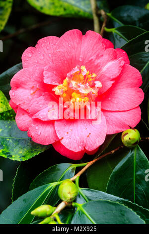 Fleur rouge de la fin de l'hiver, cet arbuste à fleurs de Camellia japonica 'Adolphe Audusson' Banque D'Images
