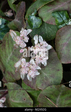 Février fleurs des bois, vivace rampante Chrysosplenium macrophyllum, Nestlé parmi le feuillage persistant Banque D'Images