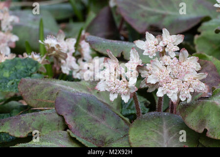 Février fleurs des bois, vivace rampante Chrysosplenium macrophyllum, Nestlé parmi le feuillage persistant Banque D'Images