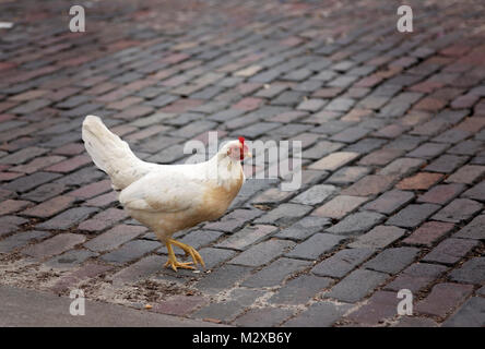 L'un blanc de poulet marche sur une route de brique Banque D'Images