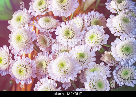Petit bouquet de chrysanthèmes blancs. Fleurs blanches dans la lumière du soleil Banque D'Images