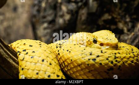 Close up portrait of a yellow eyelash Pit Viper Banque D'Images