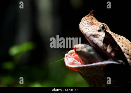 Gaboon viper avaler un rat Banque D'Images