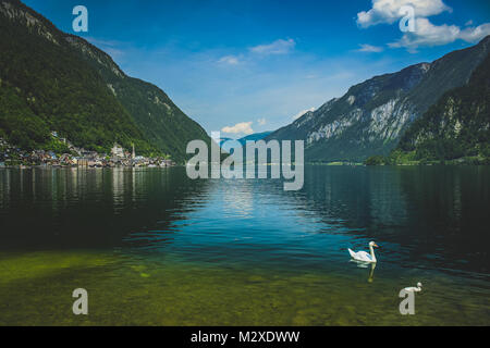 Deux cygnes blancs sur le lac de Hallstatt et à une scène de la village de Hallstatt en Autriche Banque D'Images