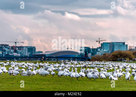 Un grand troupeau d'oies blanches sur l'herbe verte, grues à tour, les nuages, les nouveaux bâtiments de bâtiments à plusieurs étages à l'arrière-plan Banque D'Images