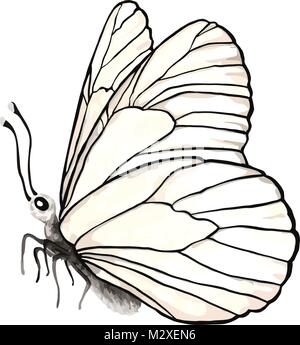 Papillon réaliste isolé sur fond blanc. Illustration de Vecteur