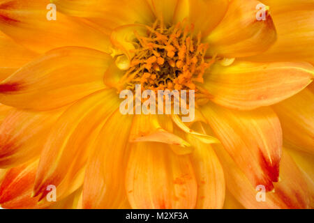 WA13257-00...WASHINGTON - pétales de couleur vive à dahlia en fleur. Banque D'Images