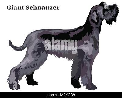 Portrait de l'article profil de Schnauzer Géant, vector illustration colorées isolé sur fond blanc Illustration de Vecteur