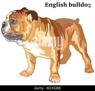 Portrait de l'article profil de chien bulldog Anglais, vector illustration colorées isolé sur fond blanc Illustration de Vecteur