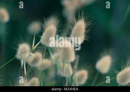 Bunny Tails Grass Lagurus ovatus développe à beach Banque D'Images