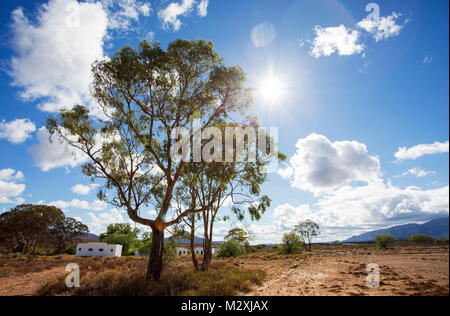 Tôt le matin dans la région de Matjiesfontein paysage dans la région du Grand Karoo. Banque D'Images