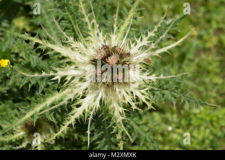 Autriche, Tyrol, spiniest Cirsium spinosissimum). Banque D'Images