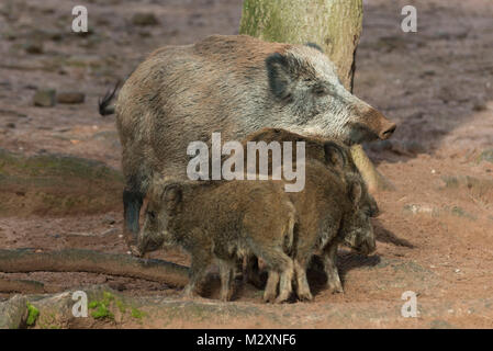 Allemagne, Rhénanie-Palatinat, sanglier (Sus scrofa) truie sauvage avec de jeunes sangliers. Banque D'Images