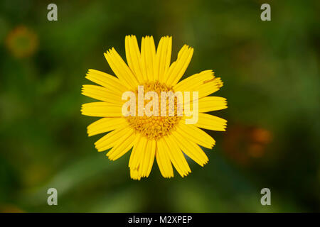 Arnica des montagnes, Arnica montana, blossom, close-up Banque D'Images