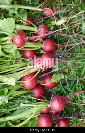Petit fraîchement récolté les radis dans le pré, Raphanus sativus var. sativus Banque D'Images