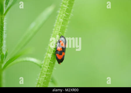 Black-et-rouge, froghopper Cercopis vulnerata, herbe, sidewise, grimper Banque D'Images