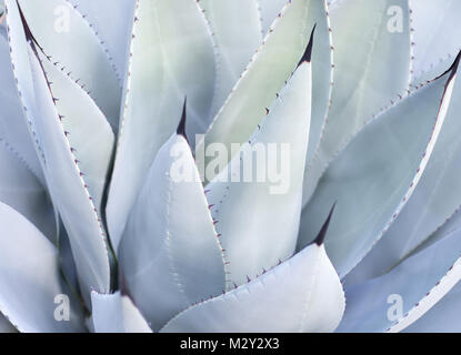 Feuilles décoratives sur l'usine de Vera d'Aloès. Majorque, Baléares, Espagne. Banque D'Images