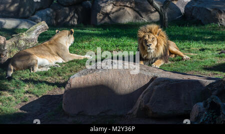 Lion, Valence, Bioparc Banque D'Images