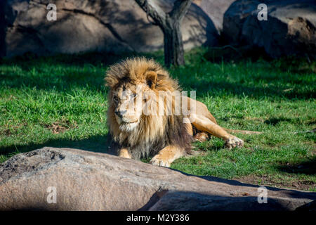 Lion, Valence, Bioparc Banque D'Images