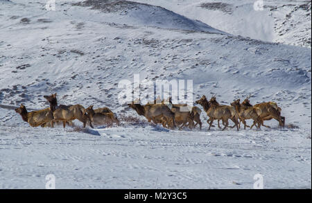 Un petit troupeau de wapitis dans la neige dans un paysage d'hiver Banque D'Images