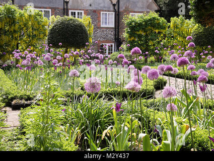 Parterres remplis d'Allium purple fleurs dans un jardin clos Banque D'Images