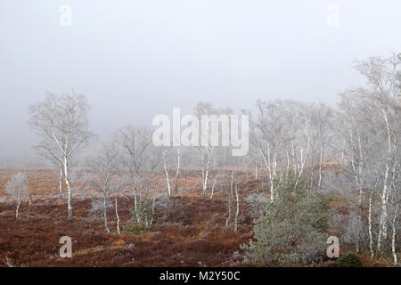 Misty humeur dans la lande, Kendlmühlfilzen,Bavière, Allemagne Banque D'Images