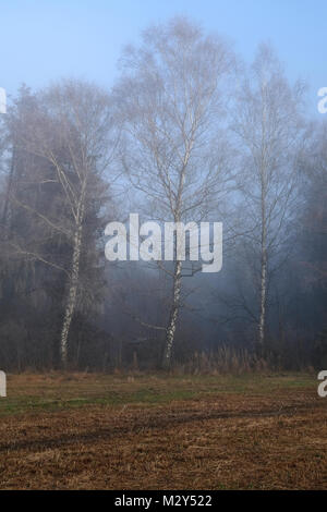 Misty humeur dans la lande, Kendlmühlfilzen,Bavière, Allemagne Banque D'Images