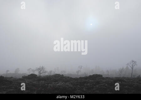 Misty humeur dans la lande, Kendlmühlfilzen,Bavière, Allemagne Banque D'Images