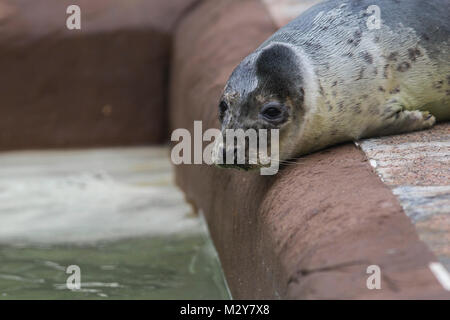 Les bébés phoques à la Cornish Seal Sanctuary Banque D'Images