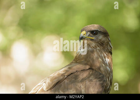 Buse variable (Buteo buteo) adulte, Close up, perché, woodland glade, en Voïvodine, Serbie, juin Banque D'Images