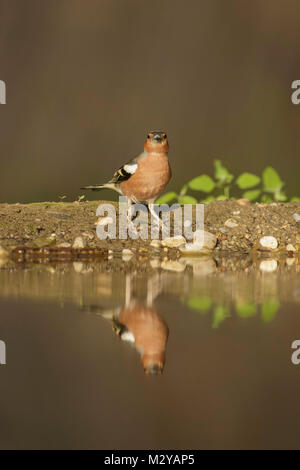Common Chaffinch (Fringilla coelebs) mâle adulte, s'élevait à bord de piscine avec réflexion, en forêts, en Voïvodine, Serbie, juin Banque D'Images