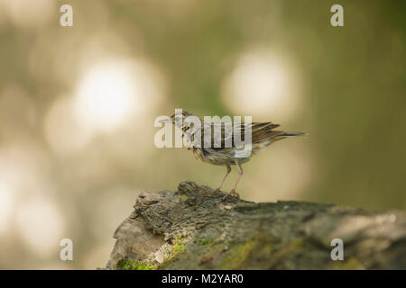 Pipit des arbres (Anthus trivialis) adulte, perché sur log in woodland, Voïvodine, Serbie, juin Banque D'Images