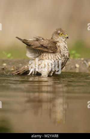 Blanche eurasienne (Accipiter nisus) mâle juvénile, baignade en piscine, en forêts, en Voïvodine, Serbie, juin Banque D'Images