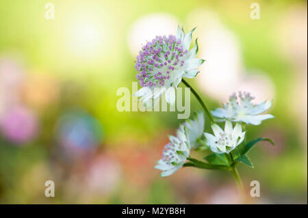 Image en gros plan de l'été, la floraison de fleurs rose Astrantia major également connu sous le Masterwort ou en coussinet de Hattie. Banque D'Images