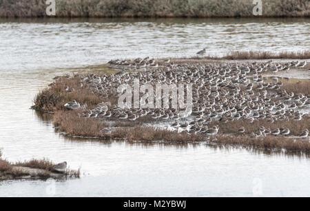 Bande composé principalement de se percher le Bécasseau variable (Calidris alpina) et maubèche (Calidris canutus) Banque D'Images