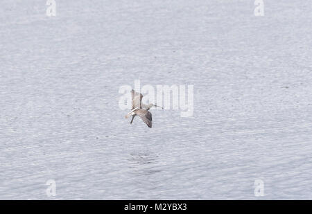 Un battant Curlew (Numenius arquata) Banque D'Images