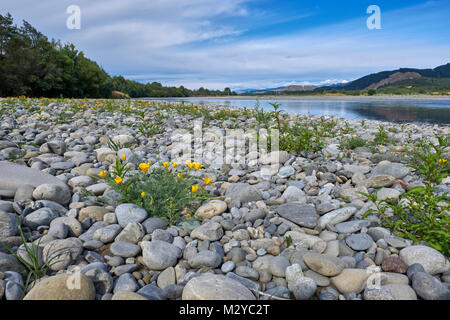 Coquelicots de Californie de plus en plus parmi les pierres par le grauwacke Rivière Wairau. Renwick, Marlborough, Nouvelle-Zélande. Banque D'Images