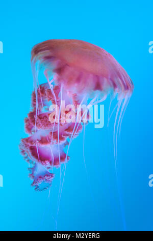 Une belle créature de la profonde photographiés dans un aquarium à l'Aquarium du Pacifique à Long Beach, CA. Banque D'Images