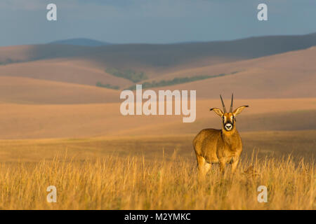 L'antilope rouanne (Hippotragus equinus), Nyika National Park, le Malawi, l'Afrique Banque D'Images