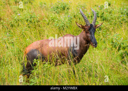 Cobe à croissant (Kobus ellipsiprymnus), le Queen Elisabeth National Park, de l'Ouganda Banque D'Images