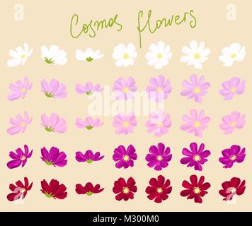 Vector set de cosmos fleurs de diverses formes et couleurs Illustration de Vecteur