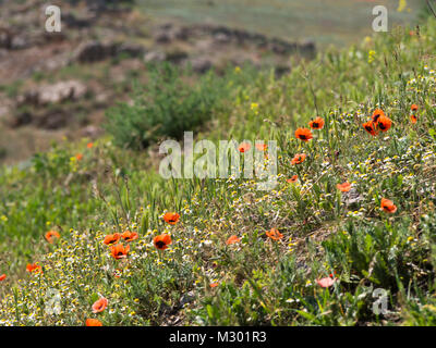 Champ de coquelicots et les pentes dans la campagne arménienne près de la frontière turque par le monastère de Khor Virap Banque D'Images