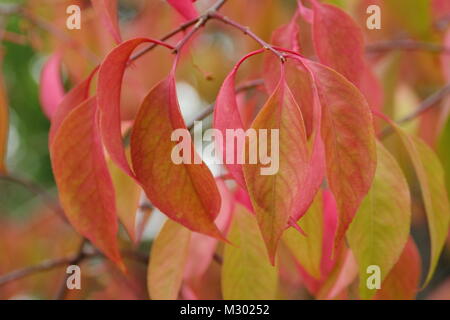 Euonymus bungeanus 'Dart's Pride', l'arbre de fusée, affichant des teintes du feuillage d'automne à la fin de l'été, UK Banque D'Images