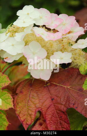 Hortensia à feuilles de chêne Hydrangea quercifolia () 'Alice' affichant des teintes automnales venant à échéance dans un jardin anglais Banque D'Images